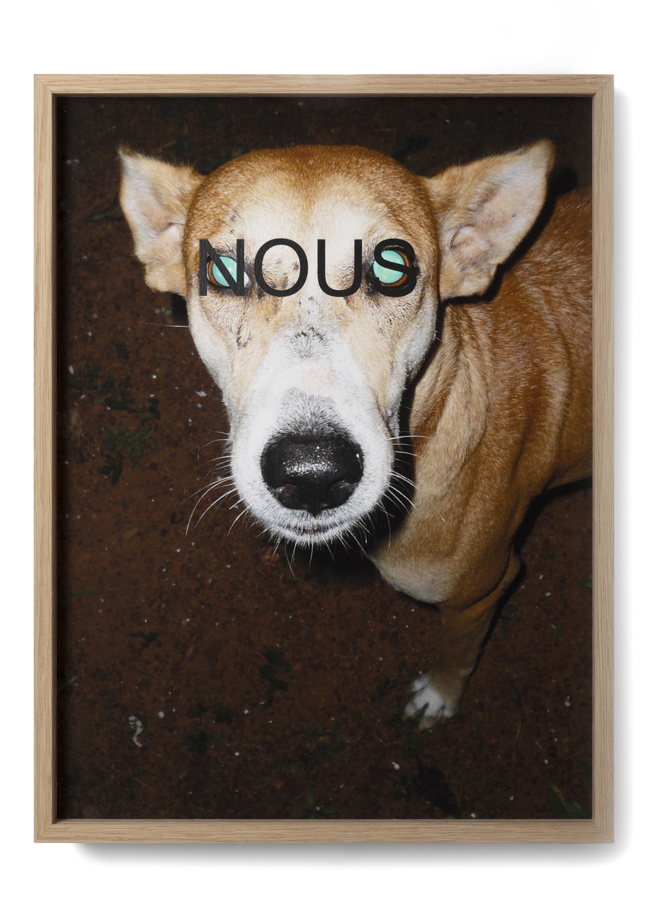 Laurent Lacotte, Dog, Chien, Nous, Sérigraphie, Tchikebe